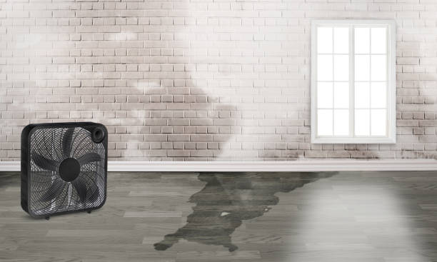 Best Basement water damage restoration  in Jeffersontown, KY