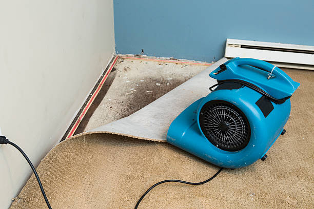 Best Mold removal after water damage  in Jeffersontown, KY